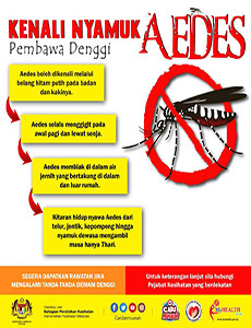 Aedes - Kenali Nyamuk Aedes Pembawa Denggi